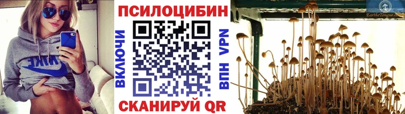 Купить закладки  Дмитриев  Псилоцибиновые грибы мицелий 